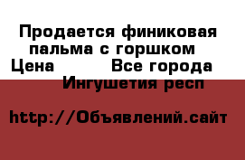 Продается финиковая пальма с горшком › Цена ­ 600 - Все города  »    . Ингушетия респ.